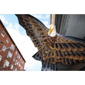 Drage �rn 300cm